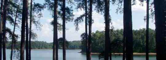 Carolina Woods