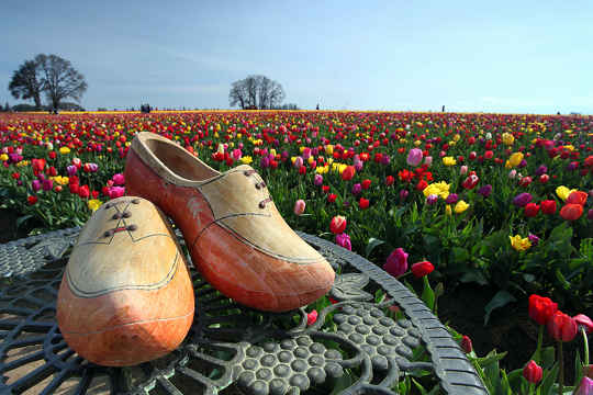 Clogs and Tulips