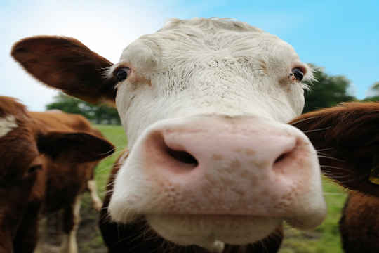 Dutch Cows