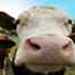 Dutch Cows