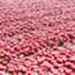 Red Tulips