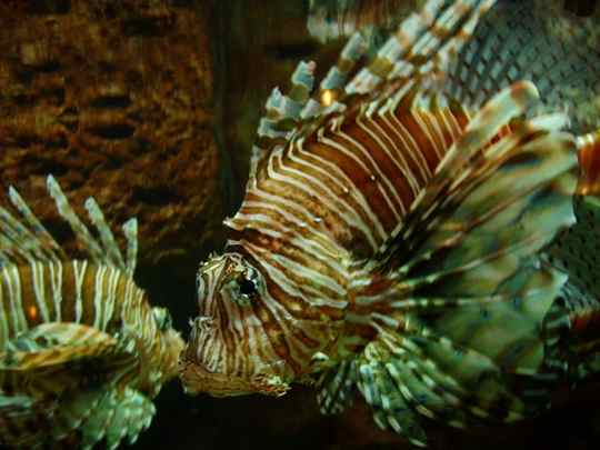 Georgia Aquarium, Atlanta