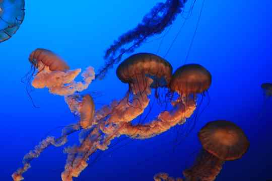 Georgia Aquarium