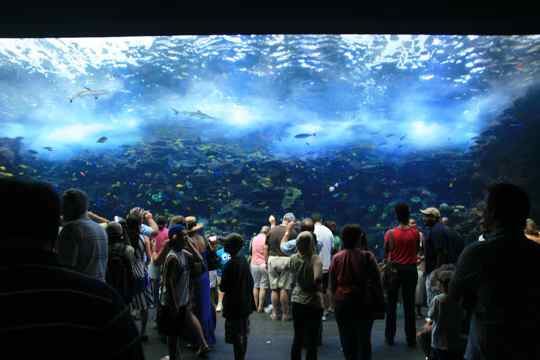 Georgia Aquarium, Atlanta