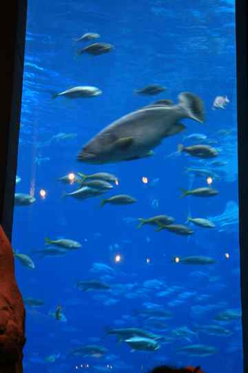 Georgia Aquarium, Atlanta