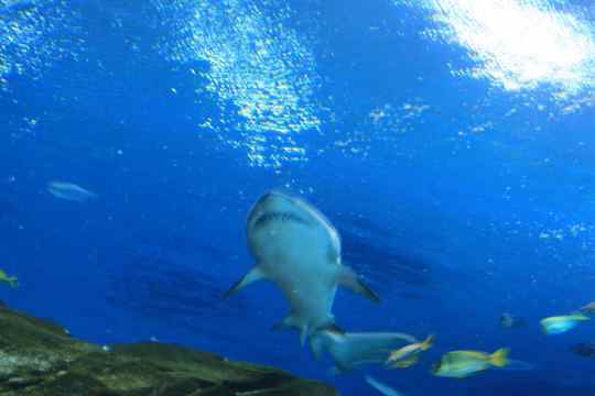 Georgia Aquarium, Atlanta