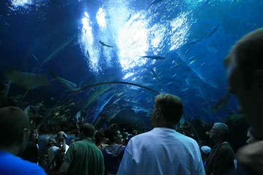 Georgia Aquarium, Atlanta