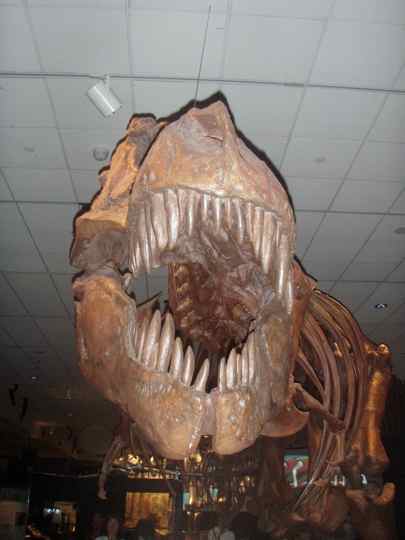 Fernbank Museum of Natural History, Atlanta