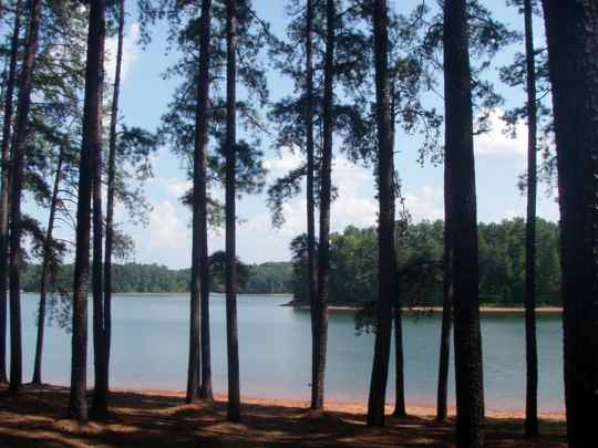 Carolina Woods